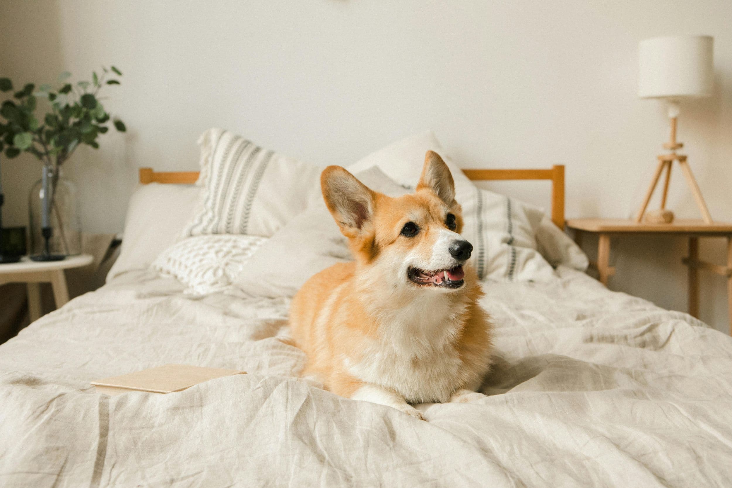 dog laying on bed